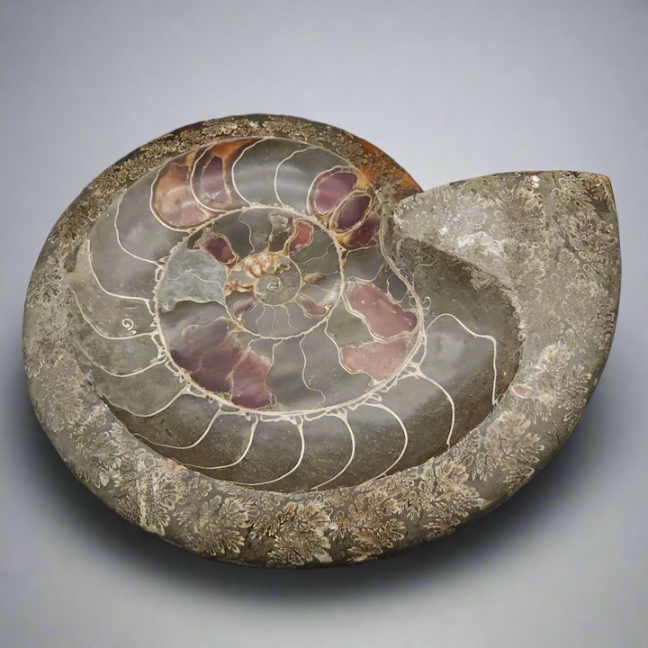 Huge 11" Stunning Madagascar Ammonite Fossil Carved into a Bowl – Unique Decorative Fossil