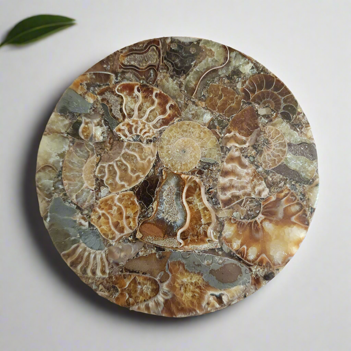 4.5" Agatized Ammonite Fossil – Elegant Natural Drink Coaster Home Decor from Madagascar