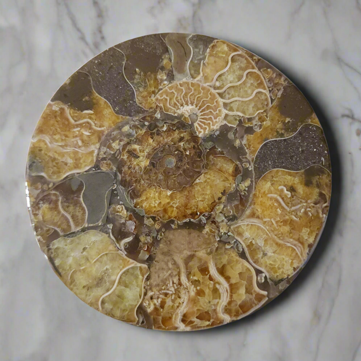 4.5" Agatized Ammonite Fossil – Elegant Natural Drink Coaster Home Decor from Madagascar