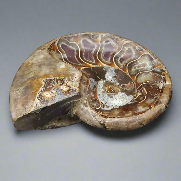 5.25" Stunning Madagascar Ammonite Fossil Carved into a Bowl – Unique Decorative Fossil