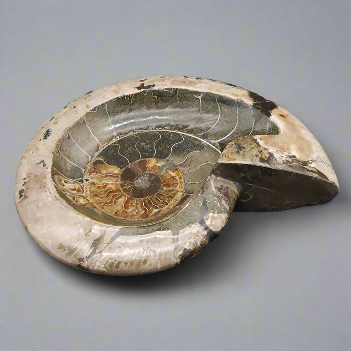 Huge 10.25" Stunning Madagascar Ammonite Fossil Carved into a Bowl – Unique Decorative Fossil