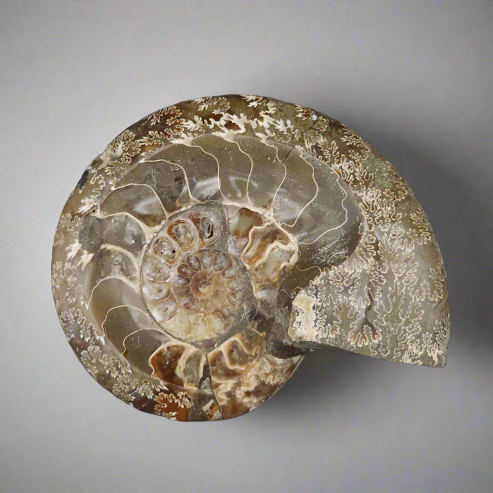 5.5" Stunning Madagascar Ammonite Fossil Carved into a Bowl – Unique Decorative Fossil