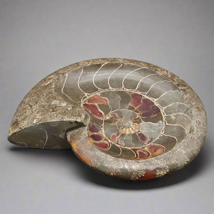 Huge 11" Stunning Madagascar Ammonite Fossil Carved into a Bowl – Unique Decorative Fossil