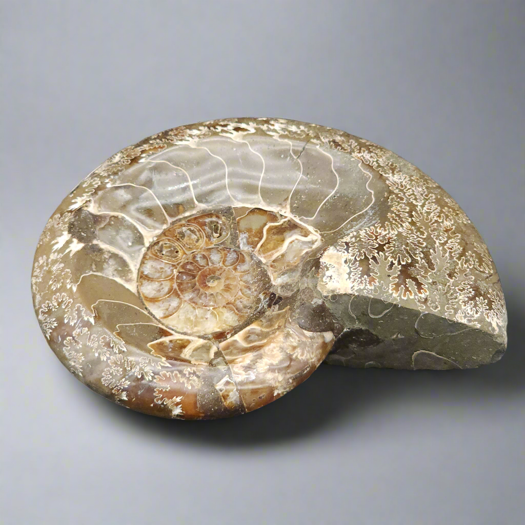 5.5" Stunning Madagascar Ammonite Fossil Carved into a Bowl – Unique Decorative Fossil