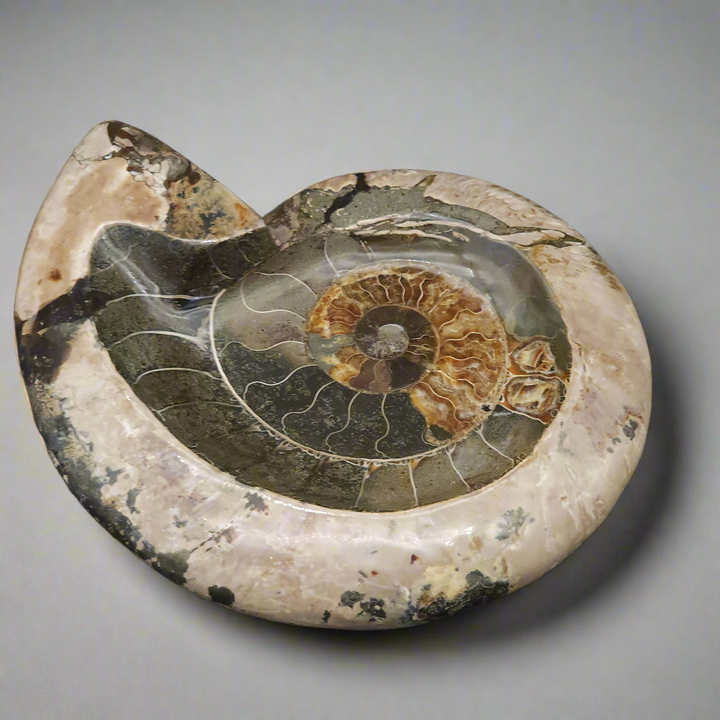 Huge 10.25" Stunning Madagascar Ammonite Fossil Carved into a Bowl – Unique Decorative Fossil