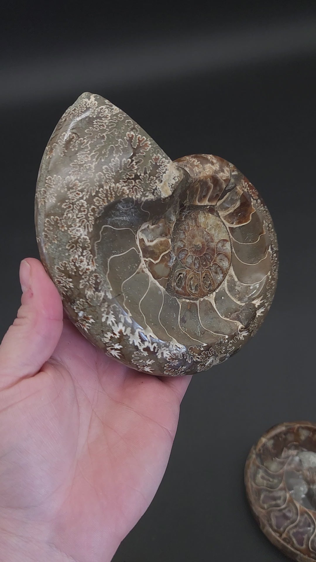 5.5" Stunning Madagascar Ammonite Fossil Carved into a Bowl – Unique Decorative Fossil