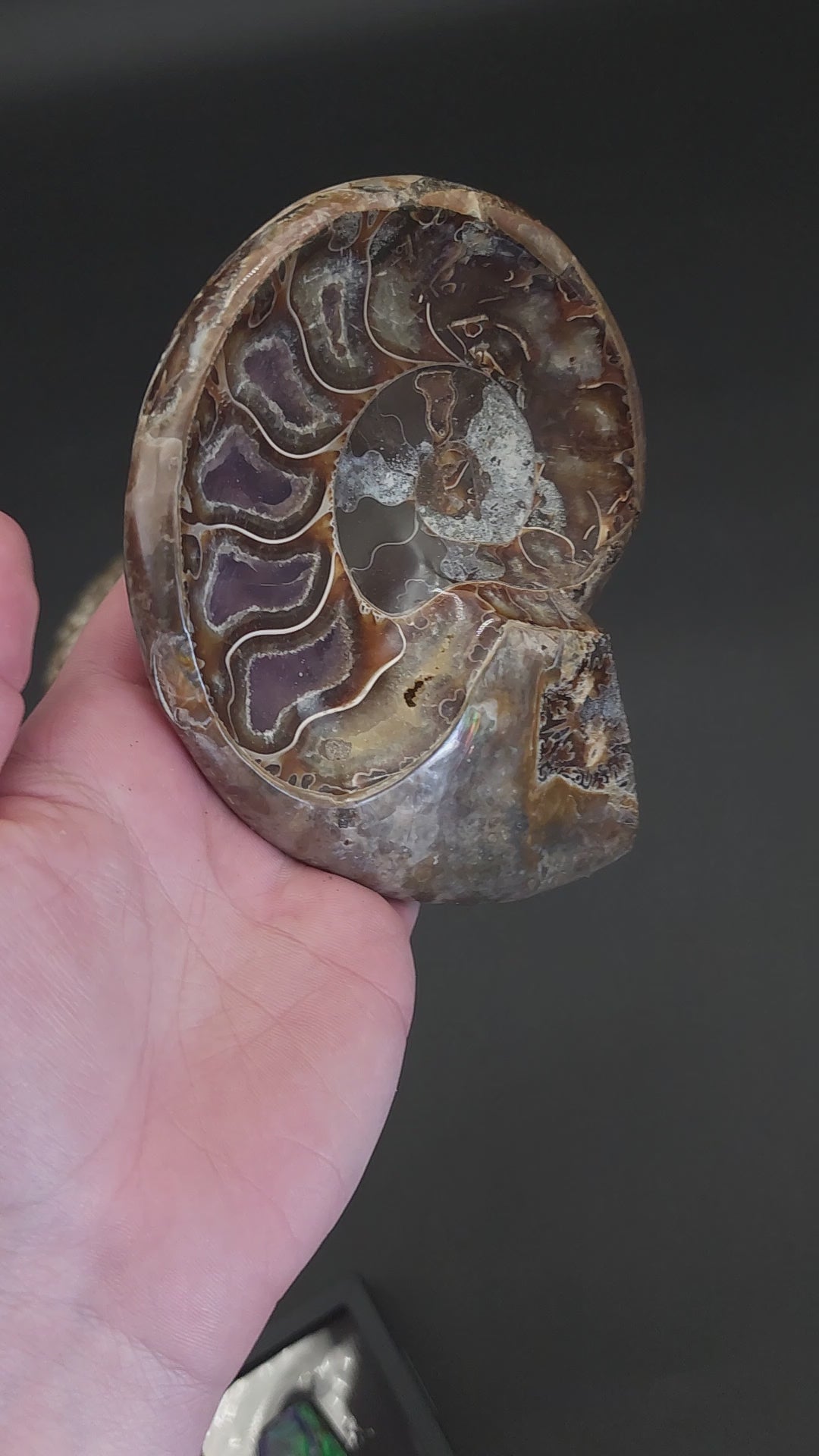 5.25" Stunning Madagascar Ammonite Fossil Carved into a Bowl – Unique Decorative Fossil