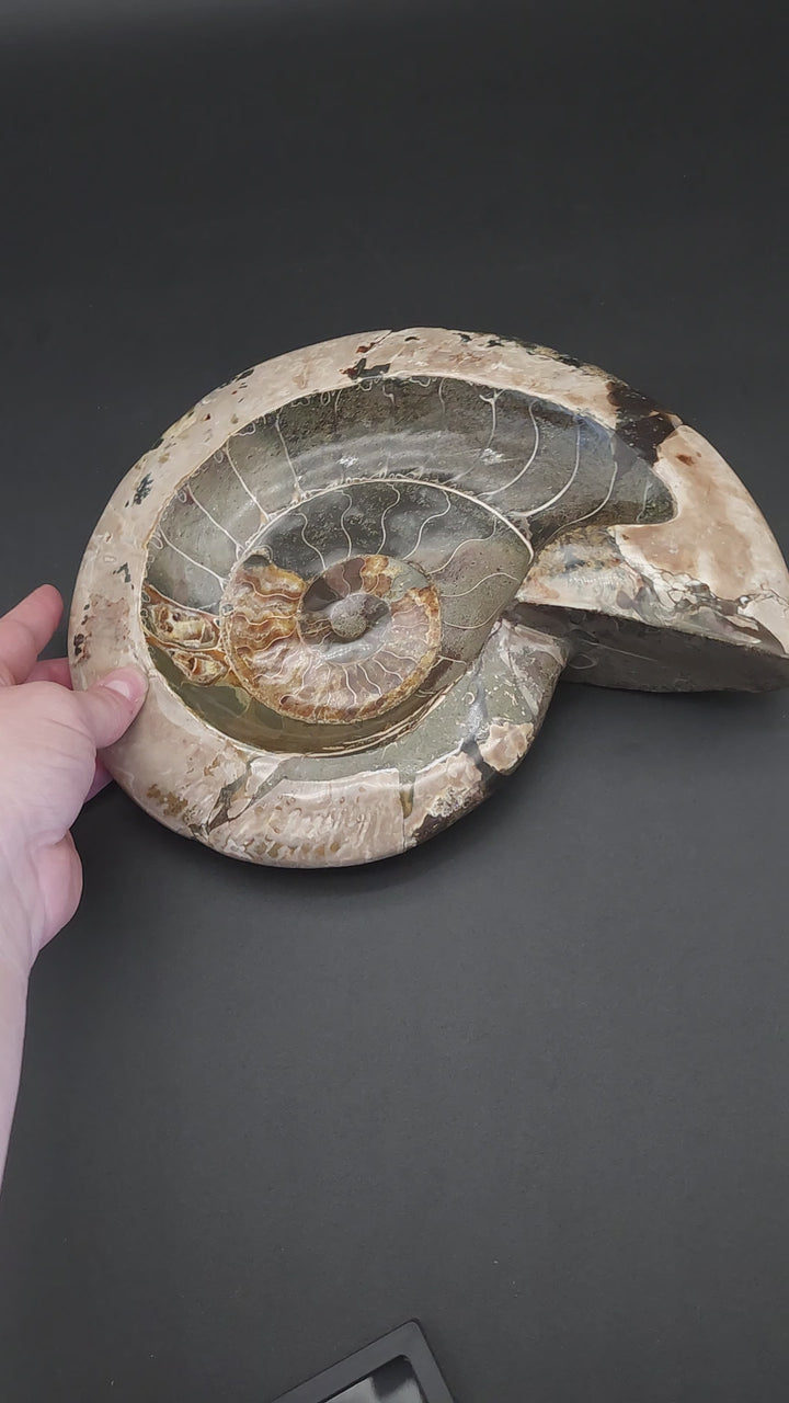 Huge 10.25" Stunning Madagascar Ammonite Fossil Carved into a Bowl – Unique Decorative Fossil